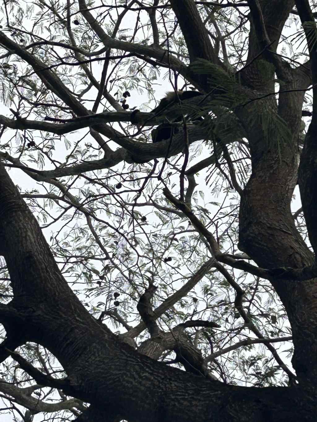 Howler Monkeys &&nbsp;Critters