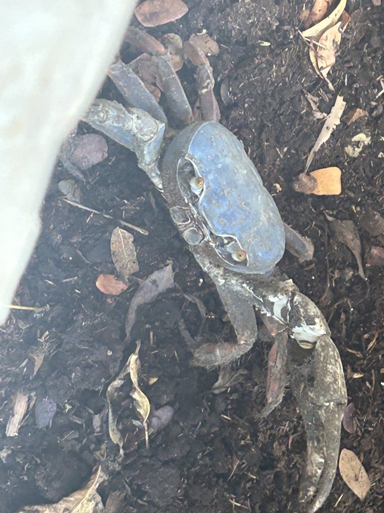 Land crab near Playa Marsella, Nicaragua